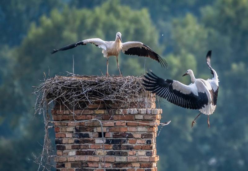 Professional Chimney Animal Removal Services in Rochester Hills, Michigan