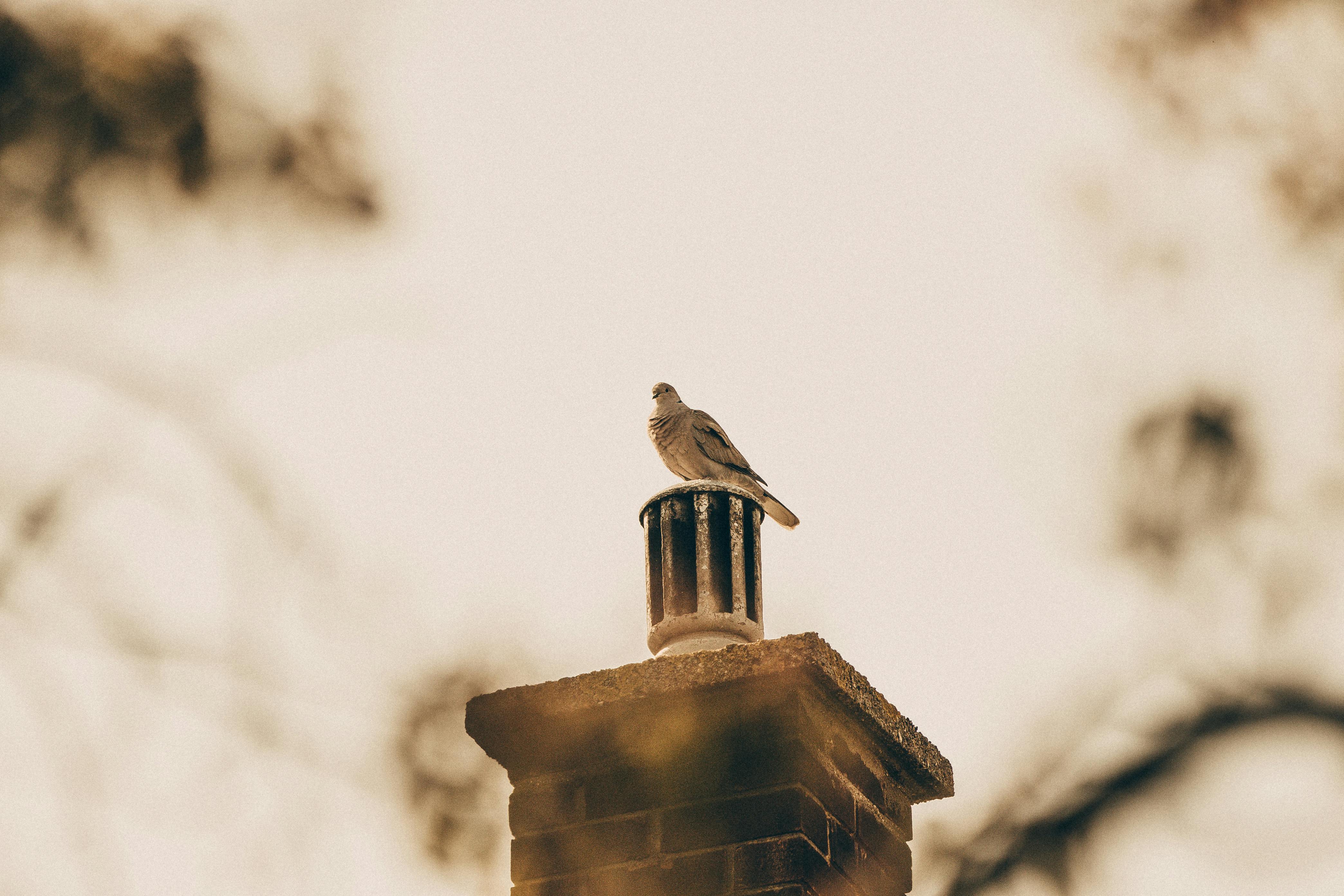 Expert Chimney Cap Installation in Rochester Hills, Michigan